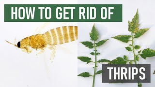 How to Get Rid of Thrips (4 Easy Steps)