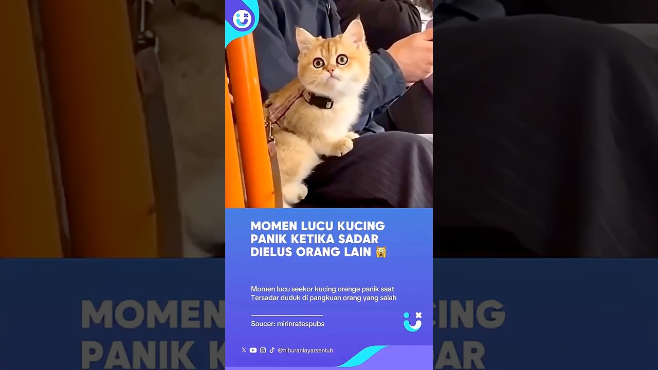 Kucing Panik Ketika Sadar Dielus Orang Lain, Si Meong Salah Mama #kucinglucu #catlove #cat #viral