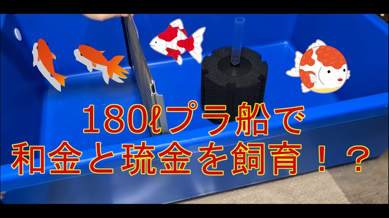 室内で180ℓプラ船立ち上げ！仕切りを使って長物と短物の金魚を飼育し