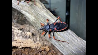 Psytalla horrida, Giant Spiny Assassin Bugs rehouse and care