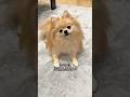 ママごめんねって言いに来た犬🐶