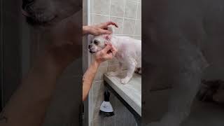 Plucking the hair from a dogs ears with tweezers demo, Shih-Tzu, dog grooming, no restraint