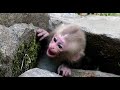 Crying baby monkey, But mom ignored
