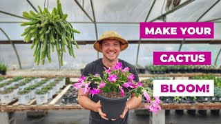How to Make Your Christmas Cactus Bloom! 🌵|Care and Propagation Tips!|
