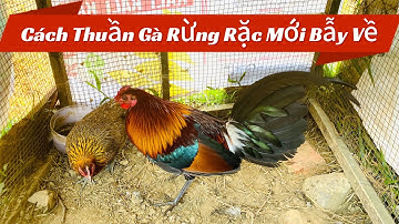 Gà Rừng Cách Thuần Gà Rừng Rặc Mới Bẫy Về Nhanh Thuần Và Ăn Khoẻ Của Kênh Núi Rừng TV Official