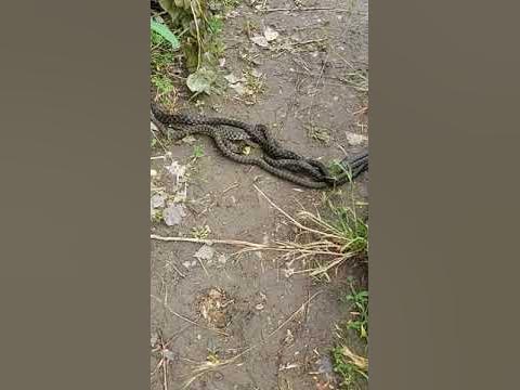 Змеиная свадьба. Водяные ужи. Змея на даче. Змеи в Волгодонске - YouTube