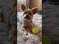 #позитивноемышление #мышлениеуспеха #цитаты #cute #йорк_терьер #йоркширскийтерьер #dogshorts #dog