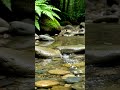 Listen To This Before You Sleep 🌙💧 #shorts #nature #relaxing