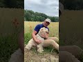 Der Irish Soft Coated Wheaten Terrier - das Terrier.de - Rasseprofil の動画、YouTube動画。