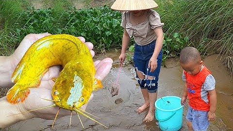 Bắt cá trê vàng trong hố sâu thật thú vị #cátrêvàng #cávàng #fishing