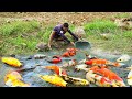 Best Catching Giant Japan Koi Fish &amp; A lot Orenda Red Cap After Raining