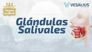 GLÁNDULAS SALIVALES