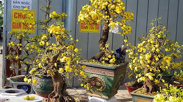 Mai Cúc Rồng Bay 🥰 Đường Thành Thái 2020