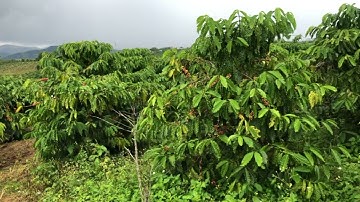 Bán đất 2200 m2 rất hiếm ở Lộc Tân, Lâm Đồng