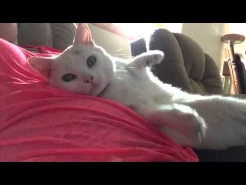 Kitty love Kitty love