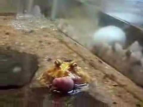 video phone beyonce mp3 Albino Pac-Man Frog Eats a Pinkie.