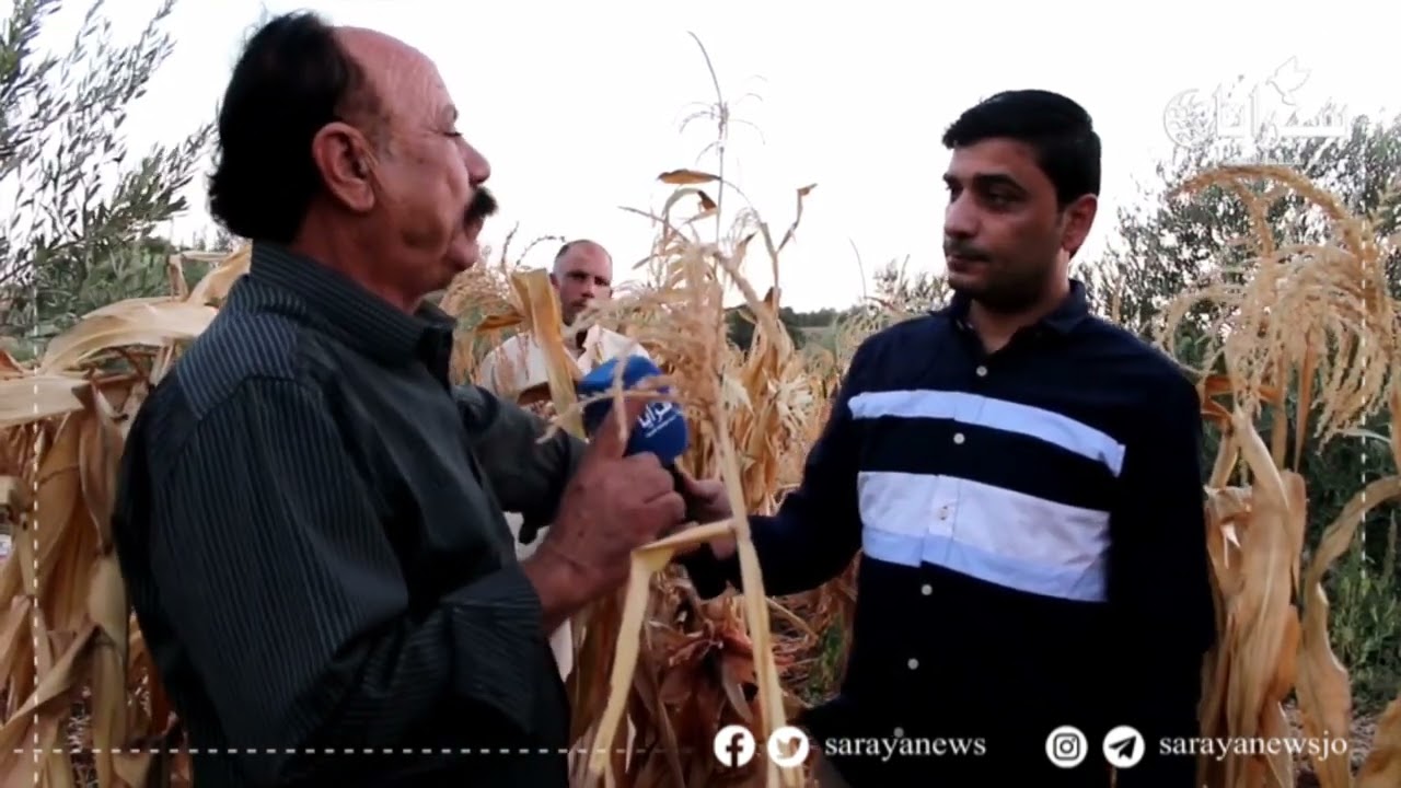 من سهول بلدة صما غرب مدينة اربد مزارع أردني ينجح بزراعة ذرة 