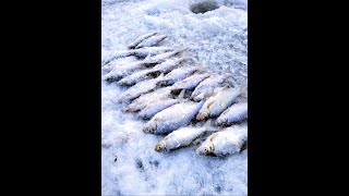 видео: Зимняя рыбалка на р.Волхов 2023. Часть 4. Рука устала от клёва, но... картинка: Зимняя рыбалка на р.Волхов 2023. Часть 4. Рука устала от клёва, но...