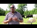 Forest, Mississippi Farmer Trades Glass Industry for Cattle Farming