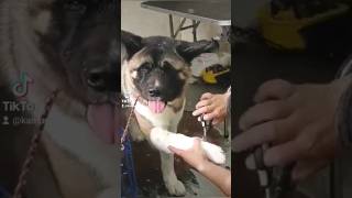 American Akita Grooming #doggrooming #doggroom #dogpampering #dogbath #americanakita #dog #dogworld