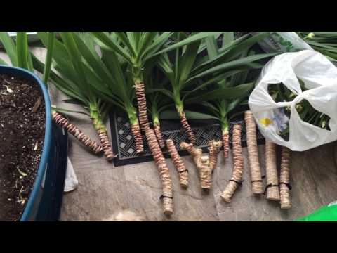 Yucca cutting, pruning and clones