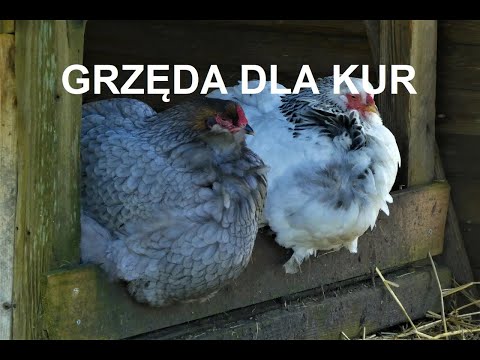 Odcinek 197 GRZĘDA DLA KUR - JAK ZAPROJEKTOWAĆ? *PORADNIK*