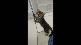 All the cuteness! Cat adoption event.