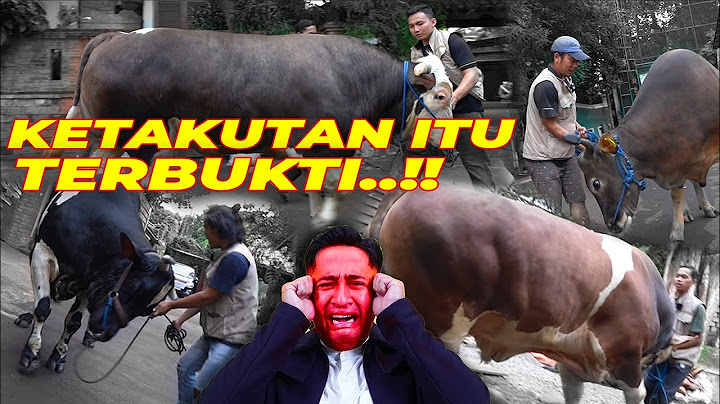 REPOOOTTTTT ‼️SIFAT ASLI SAPI - SAPI JUMBO KELUAR..‼️ SEMUA KEEPERS P4NIK 😂