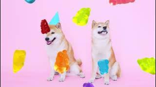 gluten‑free yet full‑blast hyper‑techno vocal hits