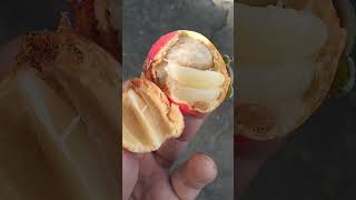 Mini Mangosteen Fruit?