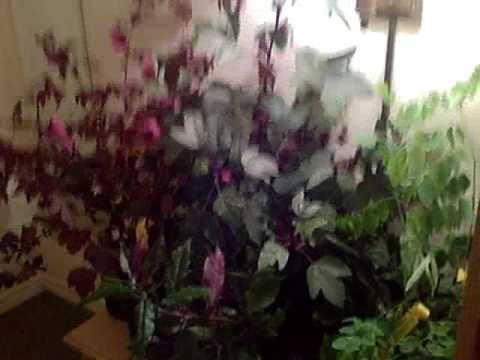 How To Pack Your Plants In Check Luggage Survive An How To Pack Your Plants In Check Luggage Survive An Transcontinental Airplane Trip