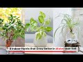 8 Indoor Plants that Grow Better in Water than Soil #gardening