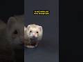 Boeing Used FERRETS to Build Airplanes!? thumbnail