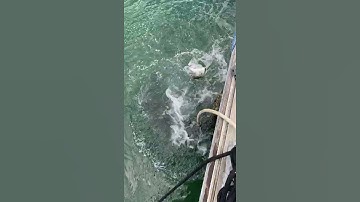 Feeding MASSIVE Dock Pets #Shorts
