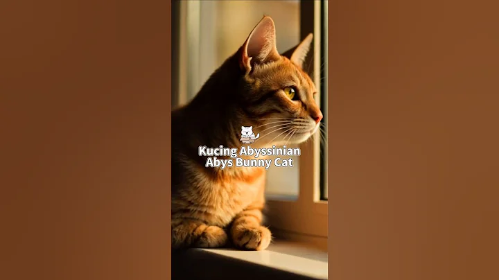 Watch the video about Kucing Abyssinian atau Abys Bunny Cat 🙀 #cat #cats #kucing #shorts #shortvideo