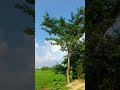 #nature #youtubeshorts