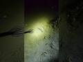 Night Fishing Traditional Fishing рџЊ Fishing Nightfishing Shorts Shortsfeed Bigfish Video 