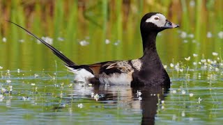 Pato de Cauda Longa - Distinto