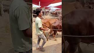 #ytshorts #cow #hate #goru #bull #গরু #গরুর_হাট #গরুর #cowunloading #cows #cowvideos #গরু #হাট #caw