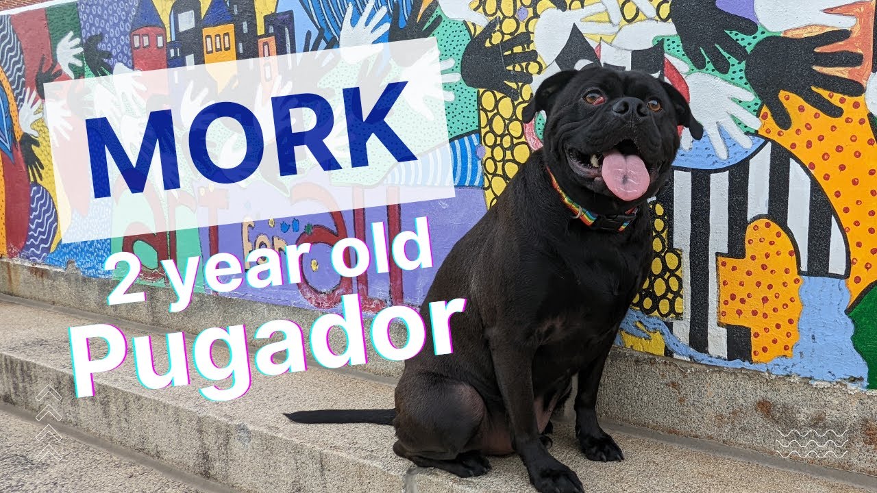 MORK 2 year old Pugador | Off Leash Obedience | Impulse Control | E-collar Training