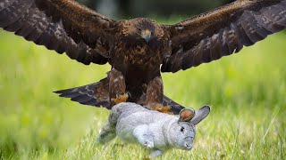 Mother Eagle hunting Rabbit for little eagle   YouTube VIDEO