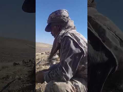 عزدين المعايطه هجيني