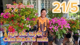 21/5 Năm Luận☎0386302829 giao lưu hoa giấy ghép tặng 5 cây mini cho 5 vị khách nhanh tay đặt hàng