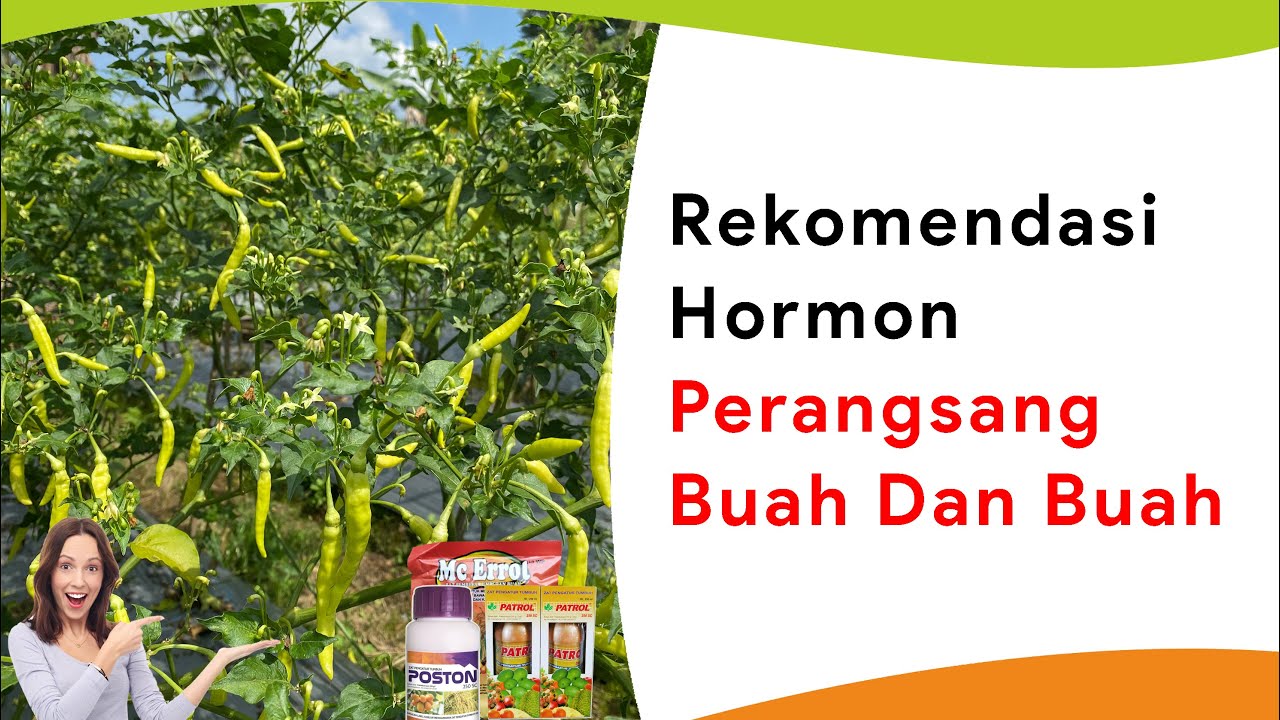 Hormon Paclobutrazol, Perangsang Bunga dan Buah Semua Tanaman