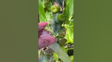 The Method of Growing Zucchini The Whole World Does not Know। Big and Sweet