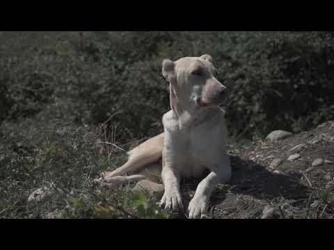 ვირების ფერმა