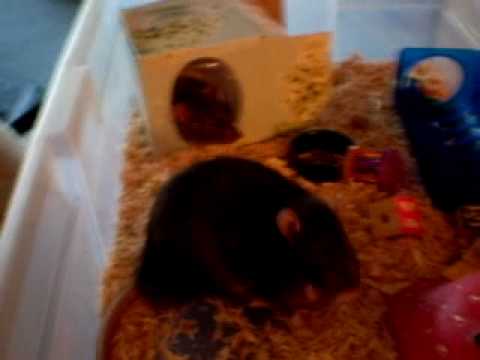 Remy - Pet Rat Tricks