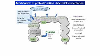 Understanding probiotics and prebiotics mechanisms that drive health benefits
