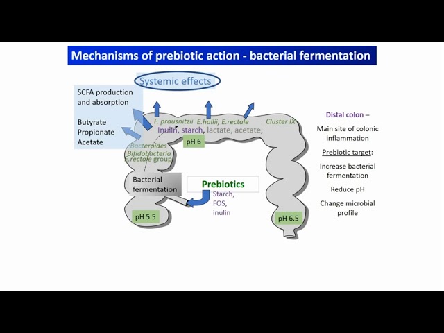 Mechanism Of Action Of Probiotics Ppt