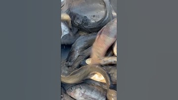 Kết quả của một ngày theo máy cắt bắt cá #shorts săn bắt theo máy cắt